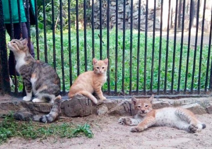Cat mentettek hat mókusok és ápolta őket tejét
