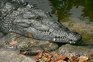 Crocodili - lumea este frumoasă