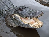 Crocodili - lumea este frumoasă