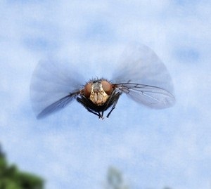 Cine din insecte zboara mai presus de toate