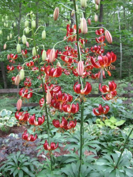 Crowded botanical description lily