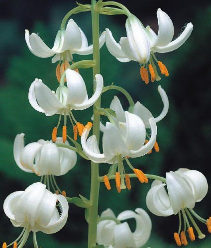 Crowded botanical description lily