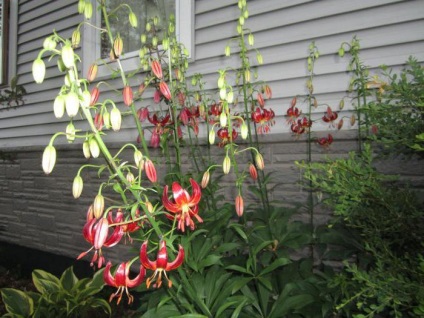 Crowded botanical description lily