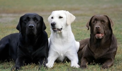 Labrador Retriever - o descriere a rasei de câini, varietăți și animale de companie standard