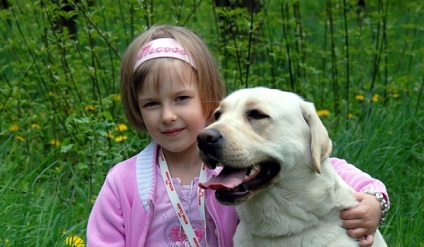 Labrador retriever - leírása kutyafajták, fajták és a kedvtelésből tartott szabvány