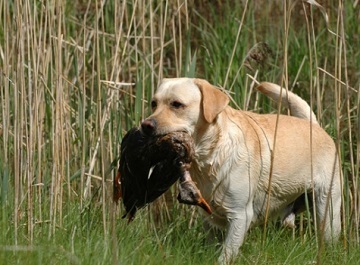 Labrador Retriever - o descriere a rasei de câini, varietăți și animale de companie standard