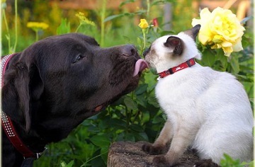 Labrador Retriever - o descriere a rasei de câini, varietăți și animale de companie standard