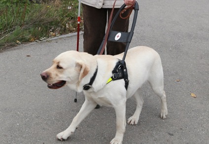 Labrador retriever - leírása kutyafajták, fajták és a kedvtelésből tartott szabvány