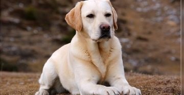 Labrador Retriever - o descriere a rasei de câini, varietăți și animale de companie standard