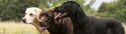 Labrador Retriever - o descriere a rasei de câini, varietăți și animale de companie standard