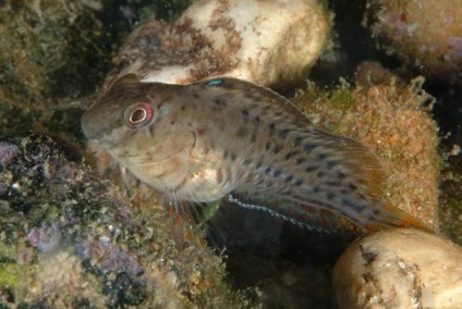 Lazarevsky Oceanarium 