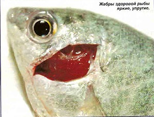 A kezelés monogenoidozov akváriumi halak