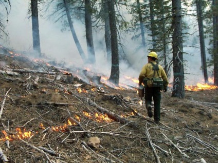 Incendiile forestiere sunt cauzele, tipurile și consecințele