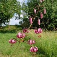 Lilia curly (saranka) - lilium martogon