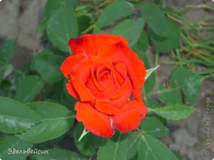 Kedvenc rózsa és a kis verset róluk, az ország mesterek