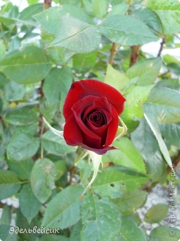 Kedvenc rózsa és a kis verset róluk, az ország mesterek