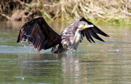 Cormoran mic (phalacrocorax pygmeus) fotografie cormoran mic, caracter habitat al habitatului de ședere