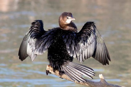 Cormoran mic (phalacrocorax pygmeus) fotografie cormoran mic, caracter habitat al habitatului de ședere