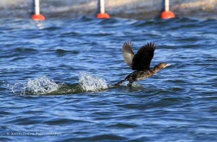 Cormoran mic (phalacrocorax pygmeus) fotografie cormoran mic, caracter habitat al habitatului de ședere