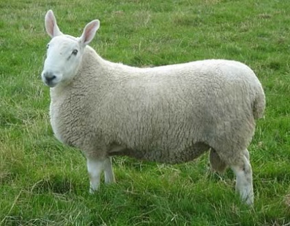 Puțin cunoscută în rasele de oi din Marea Britanie