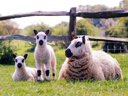 Puțin cunoscută în rasele de oi din Marea Britanie
