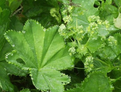 Манжета (alchemilla vulgaris)