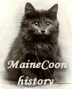Maine Coon - a csodálatos történet a hatalmas macska fajta