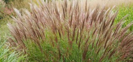 Speciile Miscanthus, plantarea, reproducerea și îngrijirea