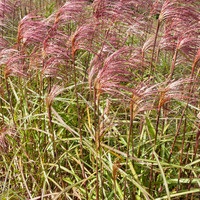 Speciile Miscanthus, plantarea, reproducerea și îngrijirea