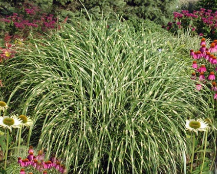 Miscanthus видове, засаждане, размножаване и грижи