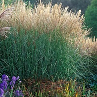 Speciile Miscanthus, plantarea, reproducerea și îngrijirea