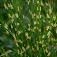 Speciile Miscanthus, plantarea, reproducerea și îngrijirea