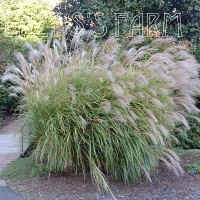 Speciile Miscanthus, plantarea, reproducerea și îngrijirea