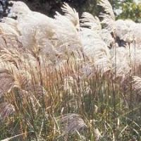 Miscanthus fajok, ültetés, szaporítás és a gondozás