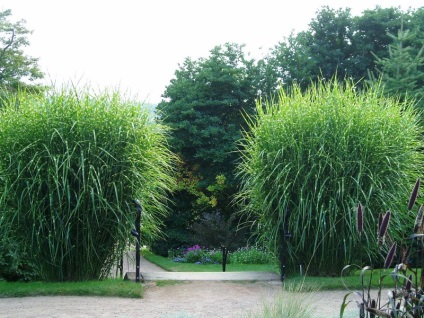 Miscanthus fajok, ültetés, szaporítás és a gondozás