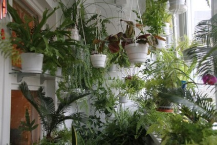 Évelő növény az erkélyen