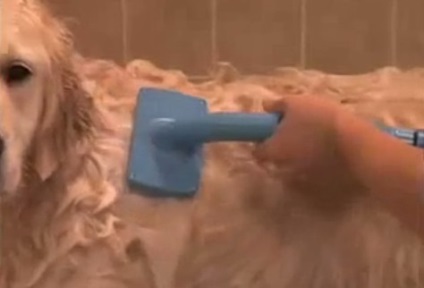 Felfújható szuper mosás kutyák! mosás