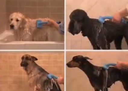 Supra-chiuveta gonflabilă pentru câini! spălat