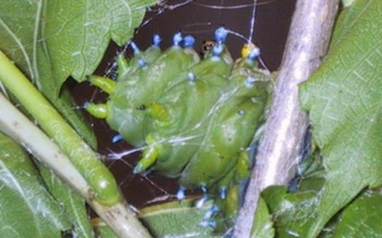 Insecte aparținând lumii străinilor