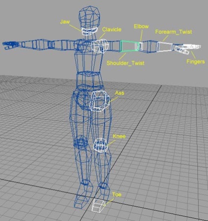 Personalizați modelul scheletului uman în Maya