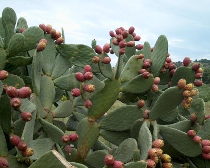 Sicilia necunoscută - italiană în rusă