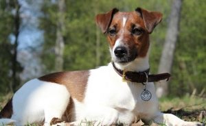 Germană yaggter terrier - fotografie, descrierea rasei, pui (preț și grădiniță), 