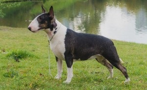 Germană yaggter terrier - fotografie, descrierea rasei, pui (preț și grădiniță), 