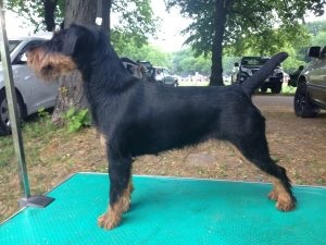 Germană yaggter terrier - fotografie, descrierea rasei, pui (preț și grădiniță), 