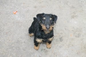 Germană yaggter terrier - fotografie, descrierea rasei, pui (preț și grădiniță), 