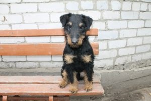 Germană yaggter terrier - fotografie, descrierea rasei, pui (preț și grădiniță), 