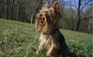 Germană yaggter terrier - fotografie, descrierea rasei, pui (preț și grădiniță), 
