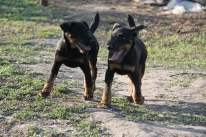 Germană yaggter terrier - fotografie, descrierea rasei, pui (preț și grădiniță), 