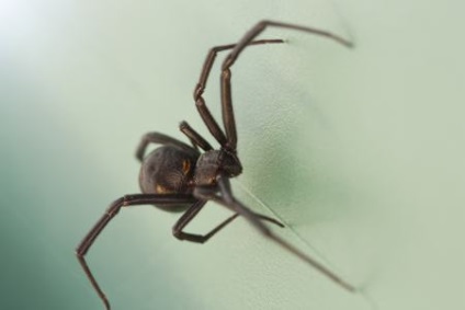 Dintr-o dată șocante despre păianjeni văduvă neagră