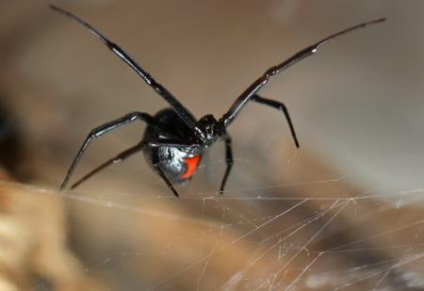 Dintr-o dată șocante despre păianjeni văduvă neagră